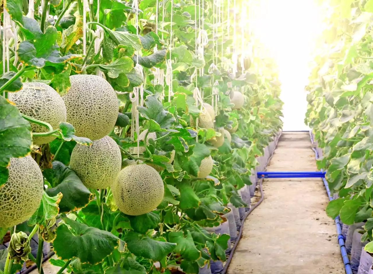 Dưa lưới Vườn Xanh - Dưa lưới Thanh Xuân