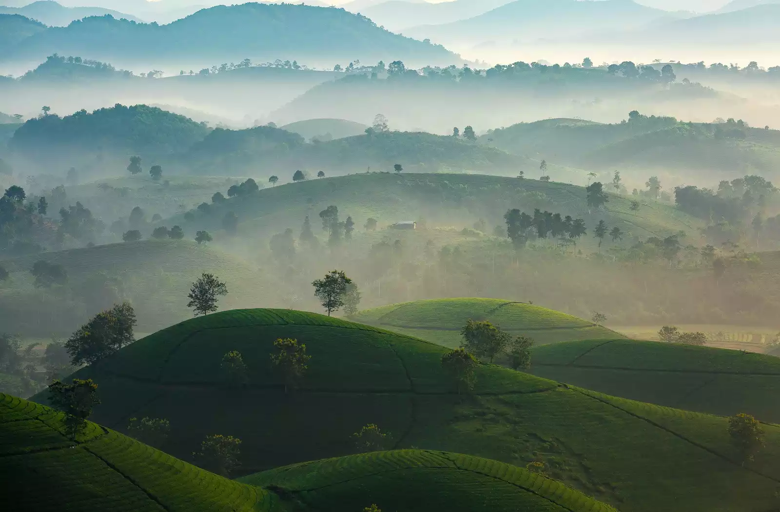 Mê hoặc cảnh sắc đồi chè Long Cốc ở miền trung du